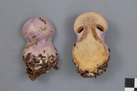 Cortinarius traganus image